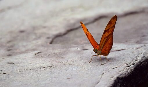 selective focus photography of red butterfly perched on gray surface thumbnail