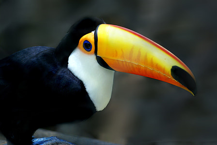 Tucano, Bird thumbnail