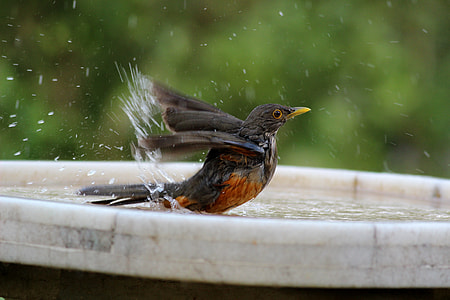 tilt shift photo of bird on birdbath thumbnail
