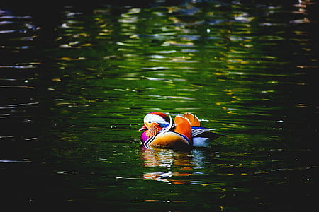 orange, and pink bird on calm body of water thumbnail