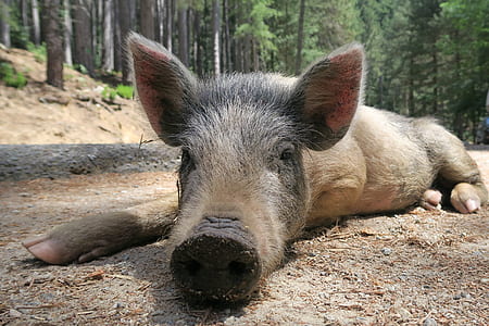 grey piglet resting on floor thumbnail
