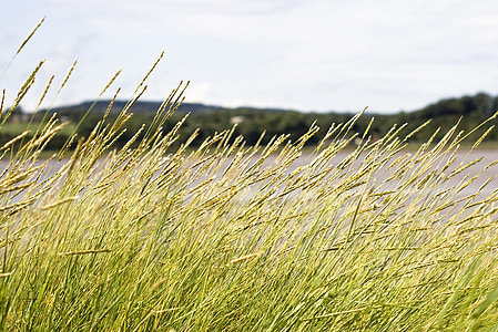 selective focus photography of wind blowing on green grass near asphalt road thumbnail
