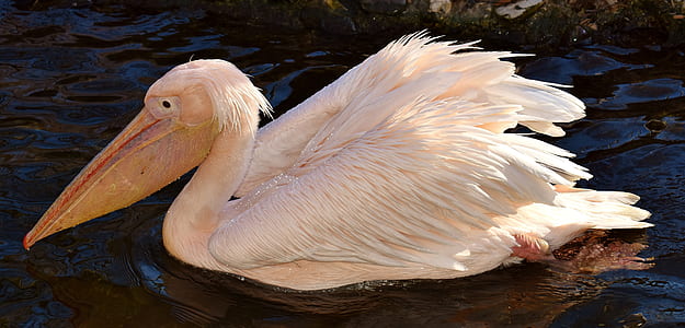 brown pelican on body of water thumbnail