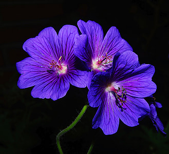 purple petaled flowers close-up photo thumbnail