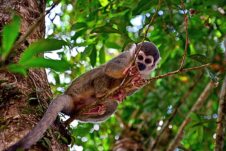 brown and black sloth on tree at daytime thumbnail