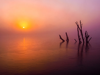 tree trunks on body of water during sunset thumbnail