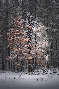 trees covered by snow thumbnail