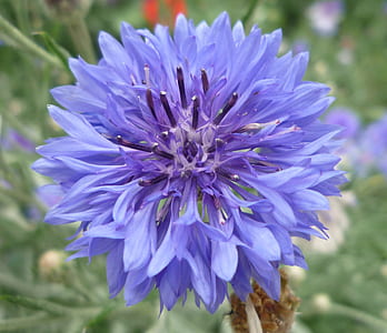 photo of purple rose thumbnail