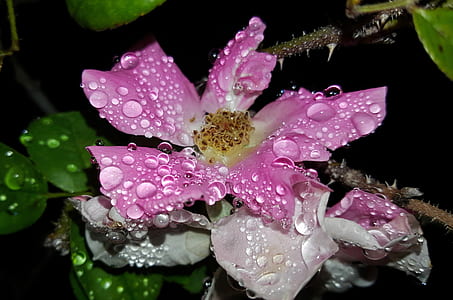 pink flowering plant thumbnail