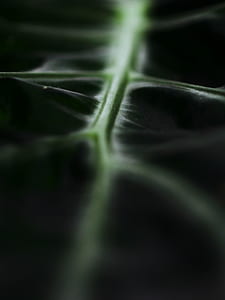 close-up photography of green leaf thumbnail