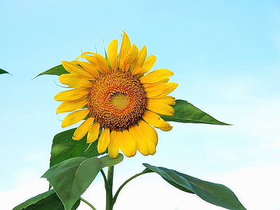 sunflower thumbnail