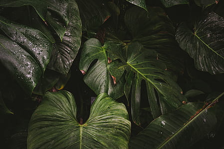 closeup photography of green leaf plant thumbnail
