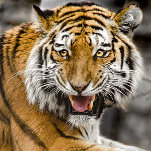 wild life photography of roaring tiger thumbnail