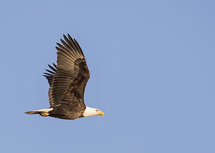 black and white eagle in mid air thumbnail