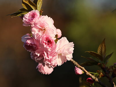 pink cherry blossoms in selective focus photography thumbnail