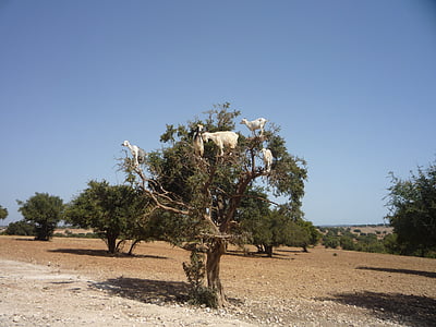 green leaf tree with animals on top thumbnail