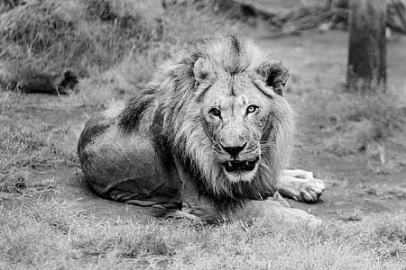 Portrait of Lion thumbnail