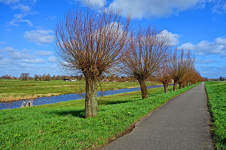 brown bare tree photography thumbnail