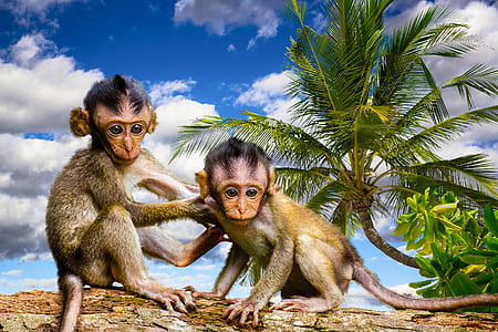 two brown monkeys sitting on tree thumbnail