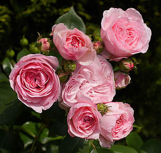 pink Rose closeup photo thumbnail