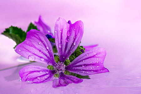 close-up photo of purple 5-petaled flower thumbnail