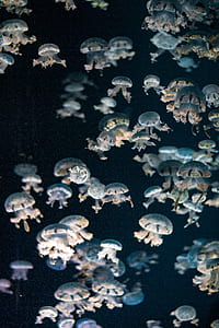jelly fishes thumbnail