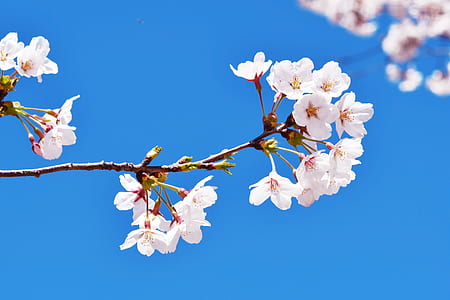 closeup photo of white tree blossoms under blue sky thumbnail