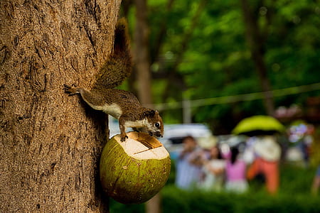 food, people, trees, animal thumbnail