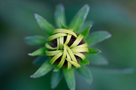 green leafed plant thumbnail