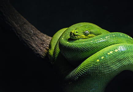 close-up photography of green snake thumbnail