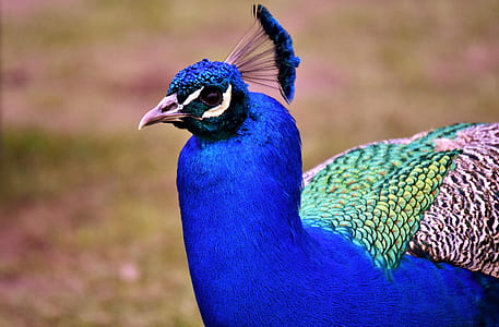 blue peafowl thumbnail