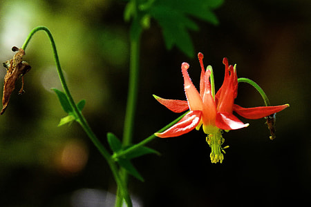 Sitka Columbine, Crimson Columbine thumbnail