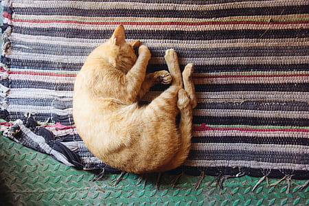photo of orange tabby cat sleeping on woven mat thumbnail
