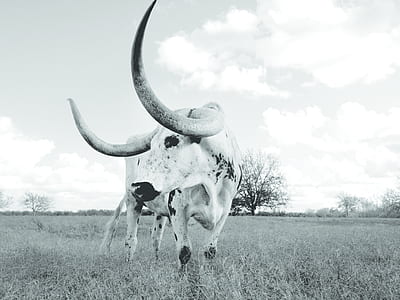 cattle on grasses thumbnail