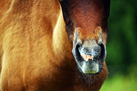 brown animal thumbnail