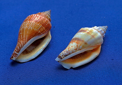 close-up photo of two brown and white seashells on blue textile thumbnail
