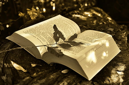 book on brown tree trunk thumbnail