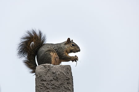 squirrel on top of concrete post thumbnail