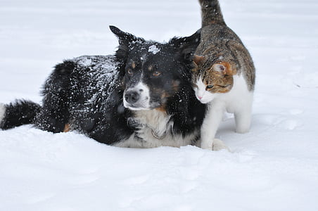 medium long-coated black and white dog and white and brown tabby cat in snow land thumbnail