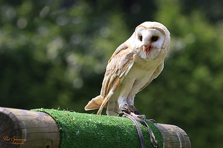 brown barn owl standing on green rug thumbnail