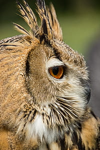closeup photo of brown owl thumbnail