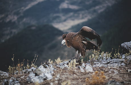 brown bird on stone thumbnail