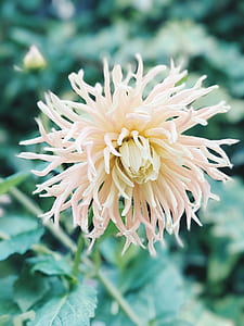 White Spider Mum Flower thumbnail