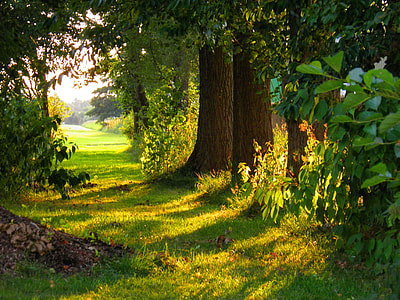 empty pathway between trees during daytime thumbnail