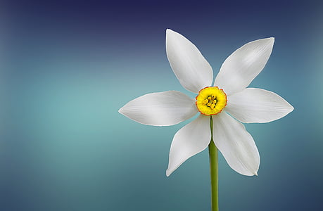 selective focus photography of white 6-petaled flower thumbnail