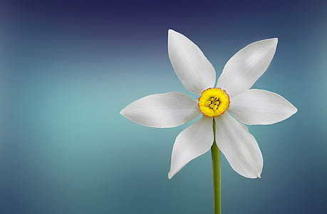 photo of white petaled flower thumbnail