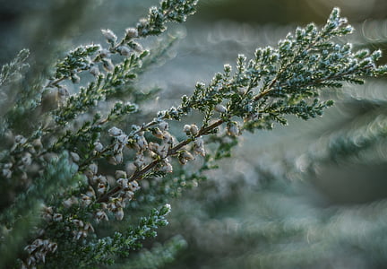 selective focus photography white petaled flowers thumbnail