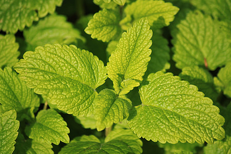 green leaf plant thumbnail