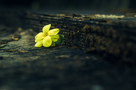yellow flower on ground thumbnail