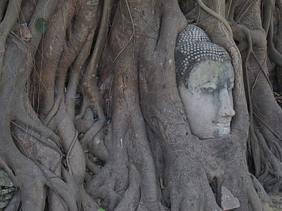 Gautama head statue collided in tree thumbnail